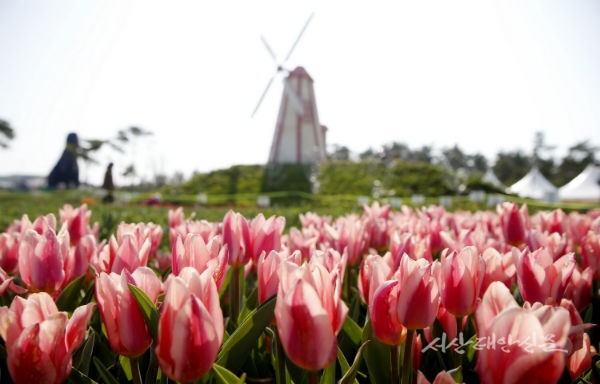 태안군, 오는 17일부터 화려한 태안튤립축제 펼쳐져!